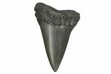 Fossil Broad-Toothed Mako Tooth - South Carolina #170417-3